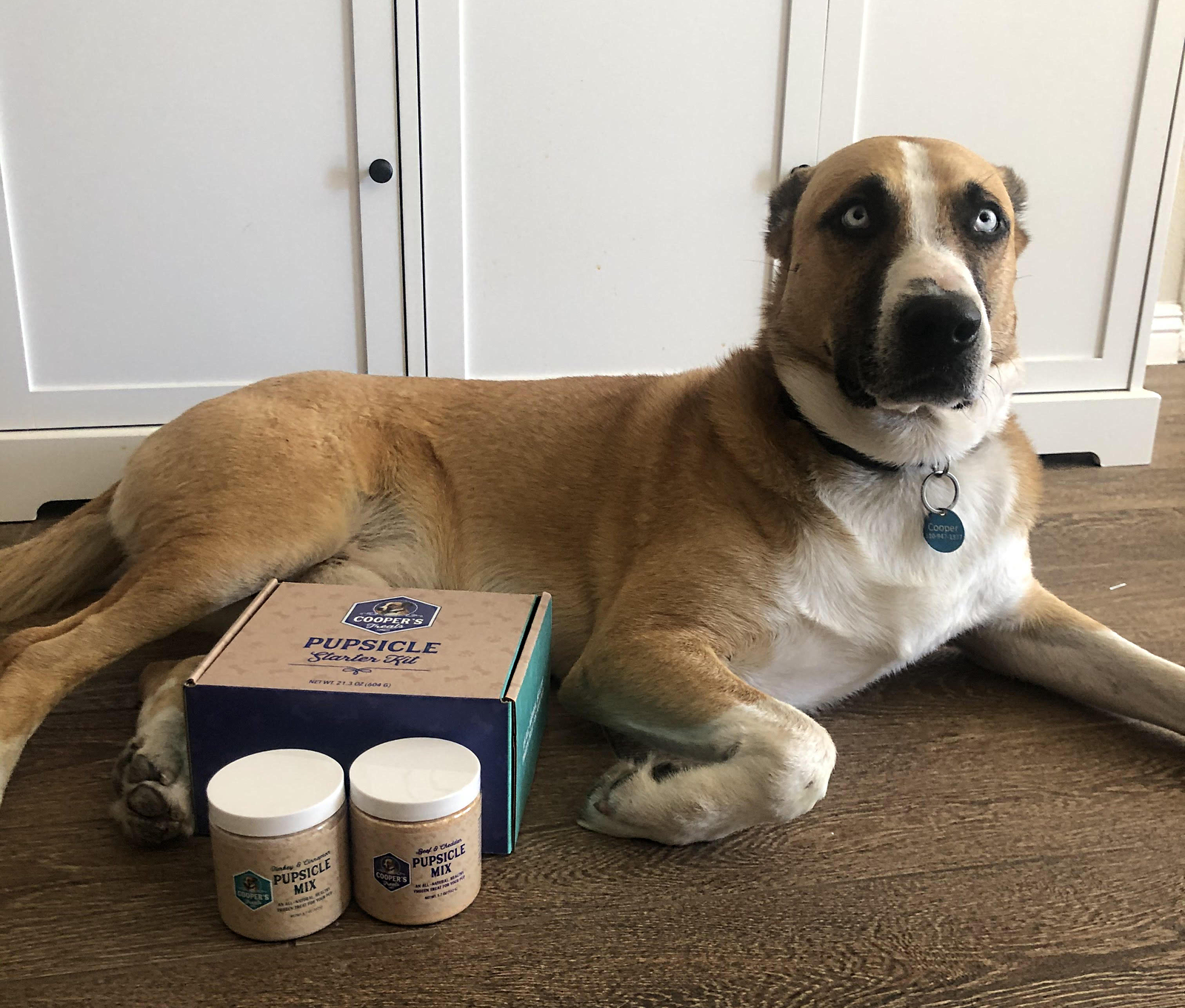 Can Dogs Eat Kiwi? Safe Servings, Skin & Risks