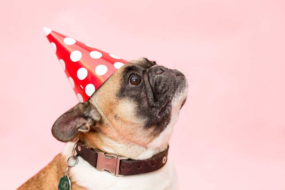 Pupsicles are the New Dog Birthday Cake!
