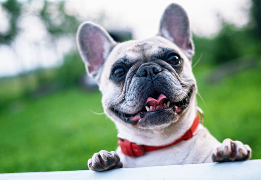 Why Do Dogs Eat Poop? (And What To Do About It)