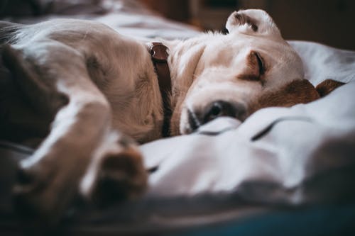 Can Dogs Get A Cold (And What You Should Do About It)?