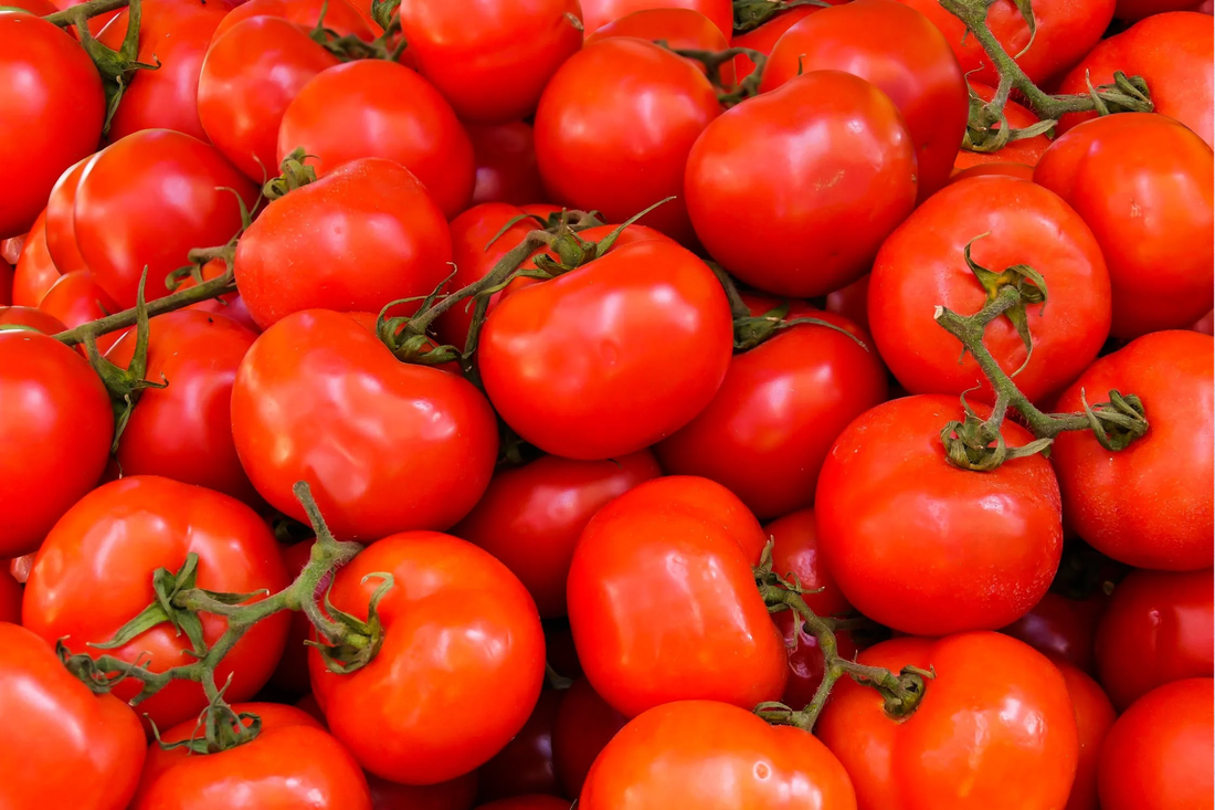 Can Dogs Eat Tomatoes?