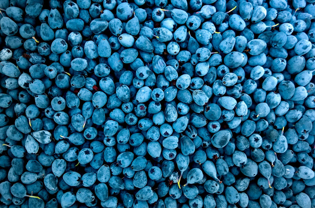 Can Dogs Eat Blueberries?