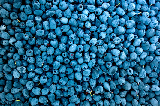 Can Dogs Eat Blueberries?