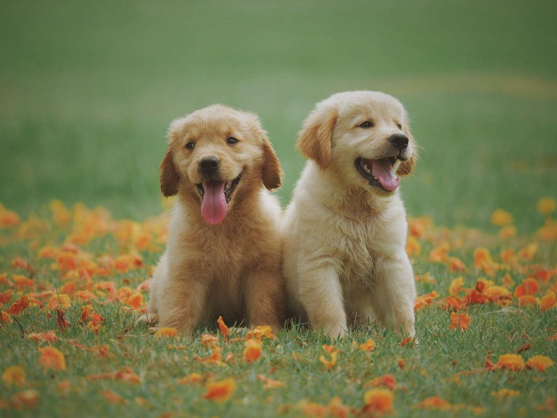 Why Do Dogs Eat Grass?