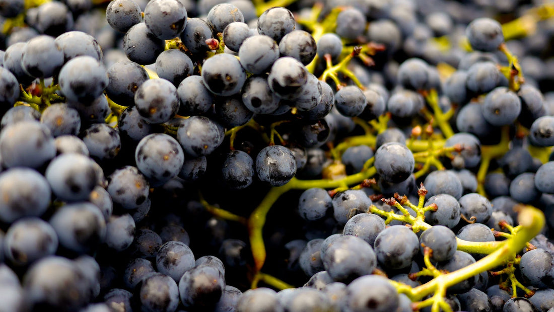 Can Dogs Eat Grapes?