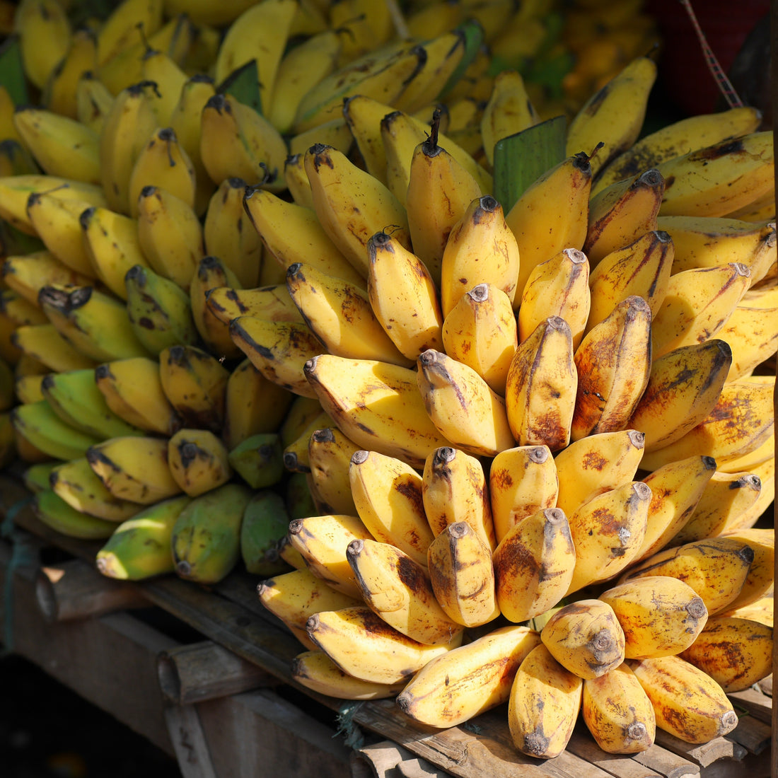 Can Dogs Eat Bananas?