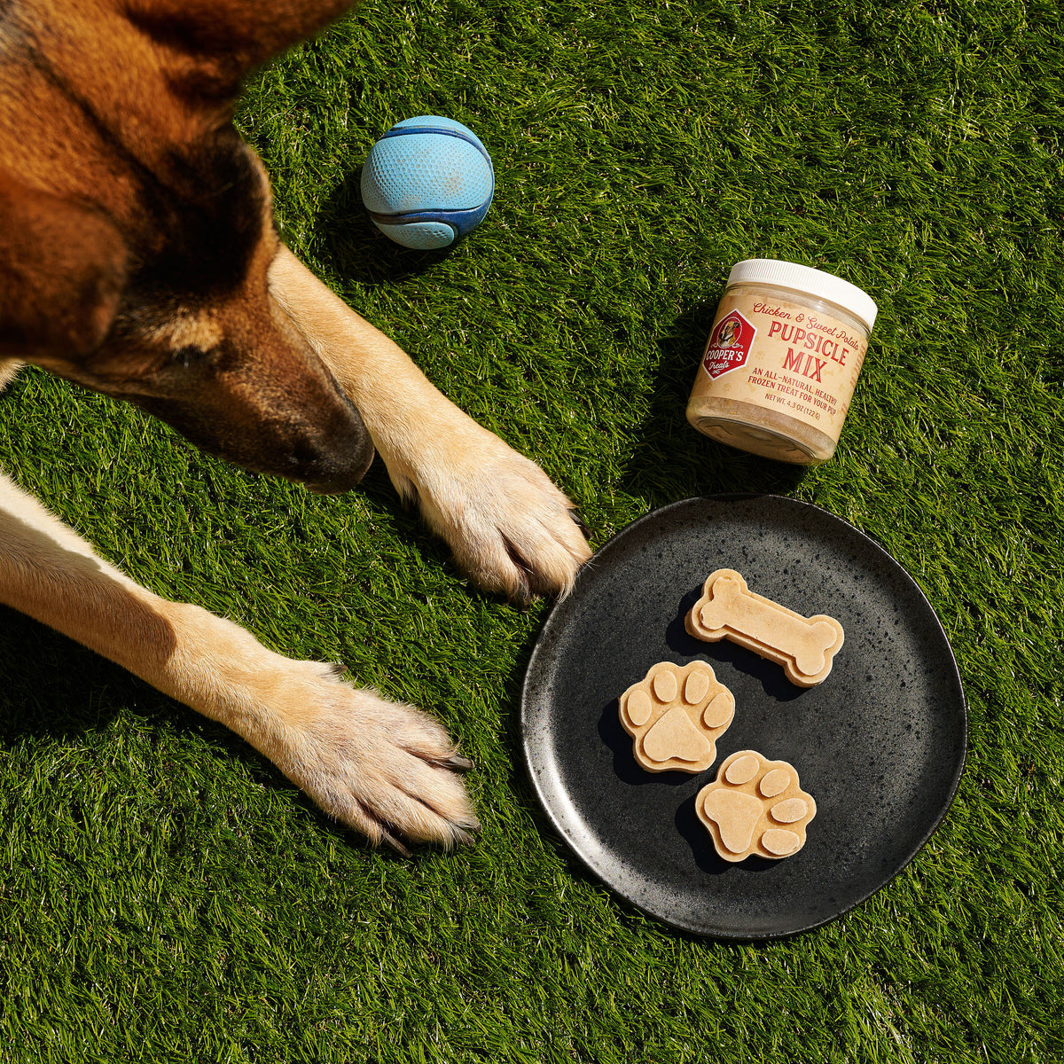dog with pupsicles and jar