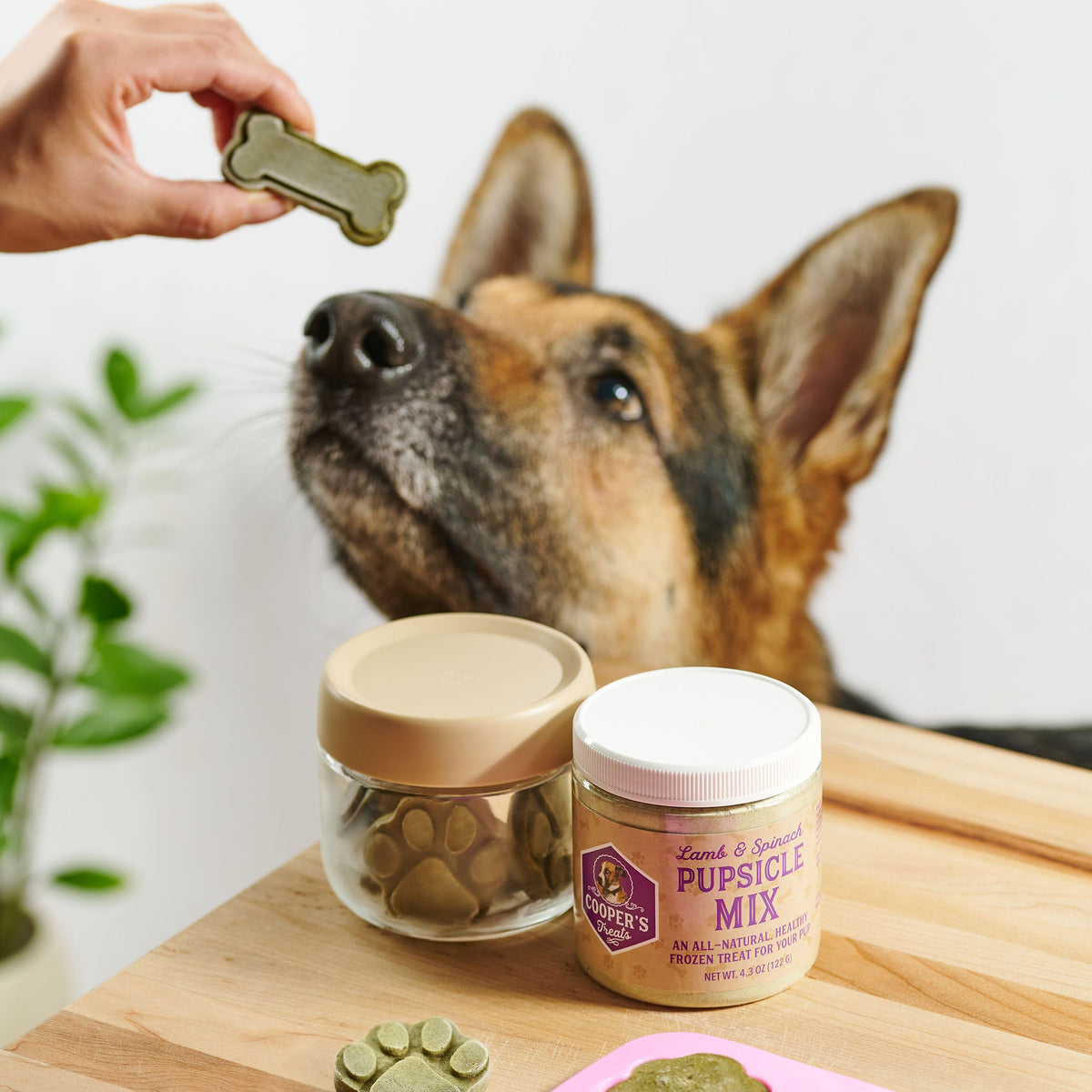 dog looking at pupsicle