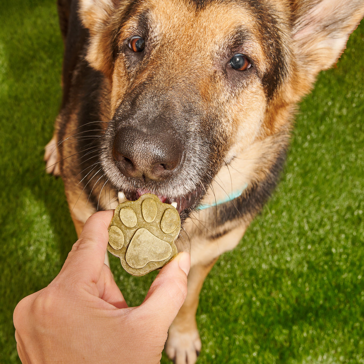 dog eating pupsicle