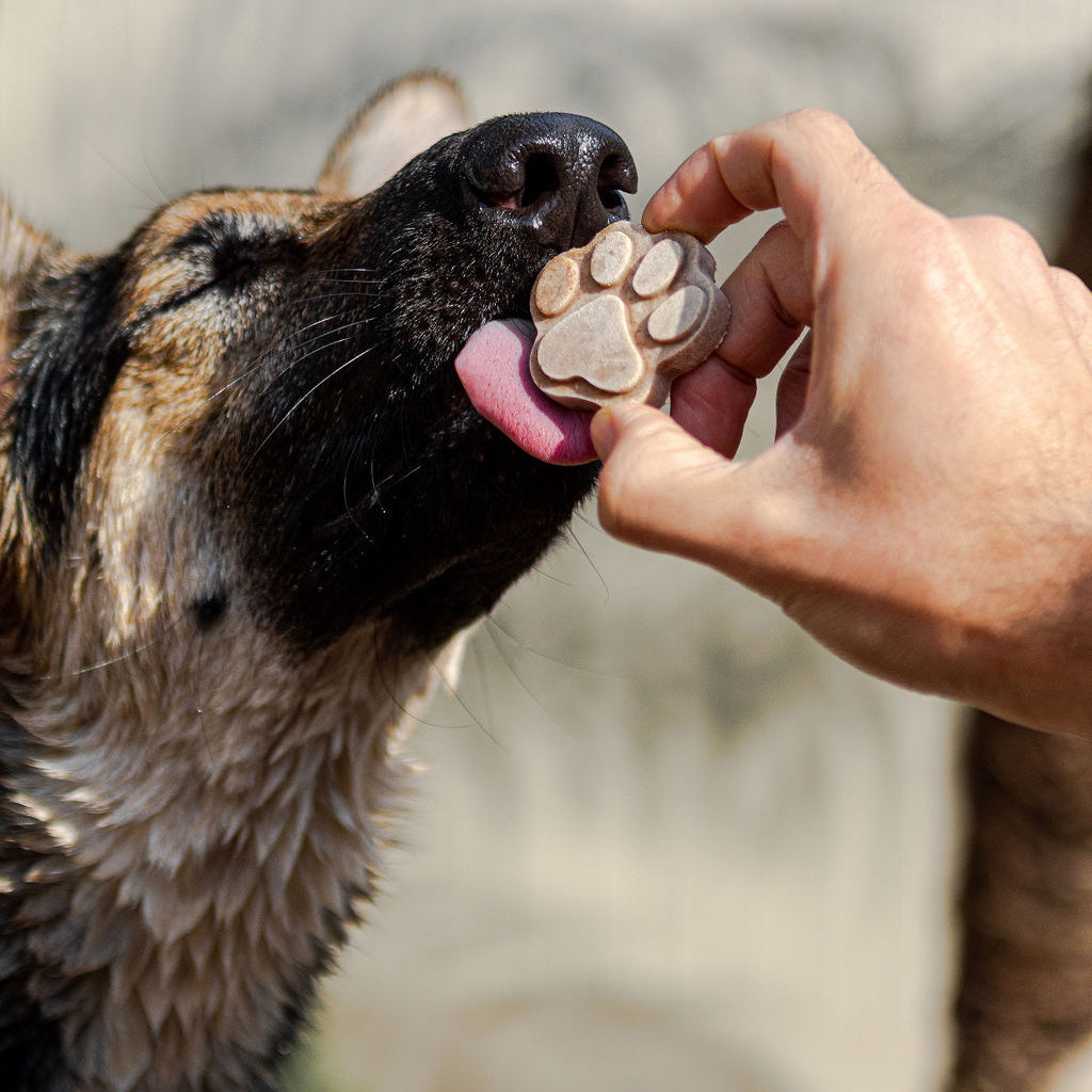 Dog licking pupsicle