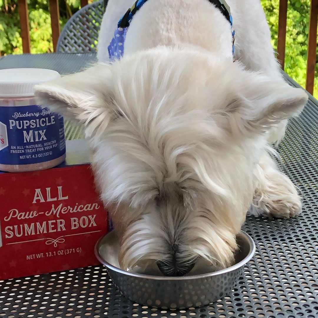 Dog eating out of bowl