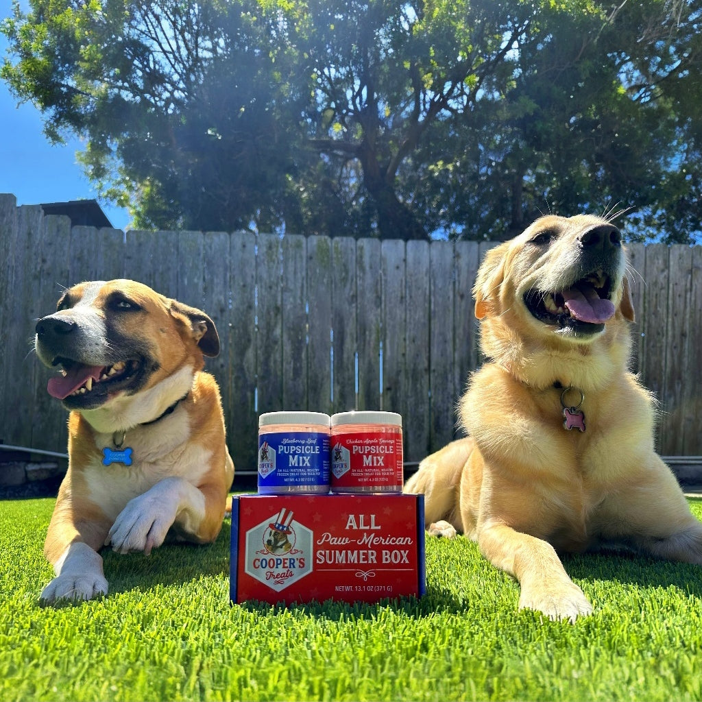 Two dogs with box and jars outside