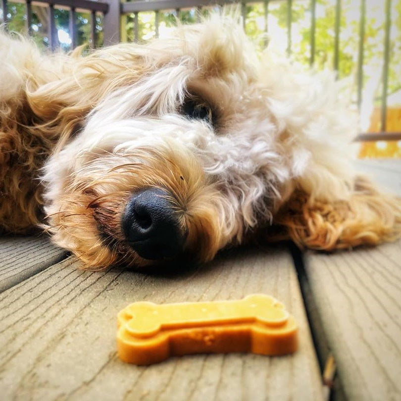 dog and pupsicle