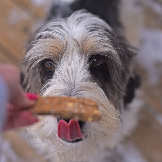 Dog sniffing biscuit