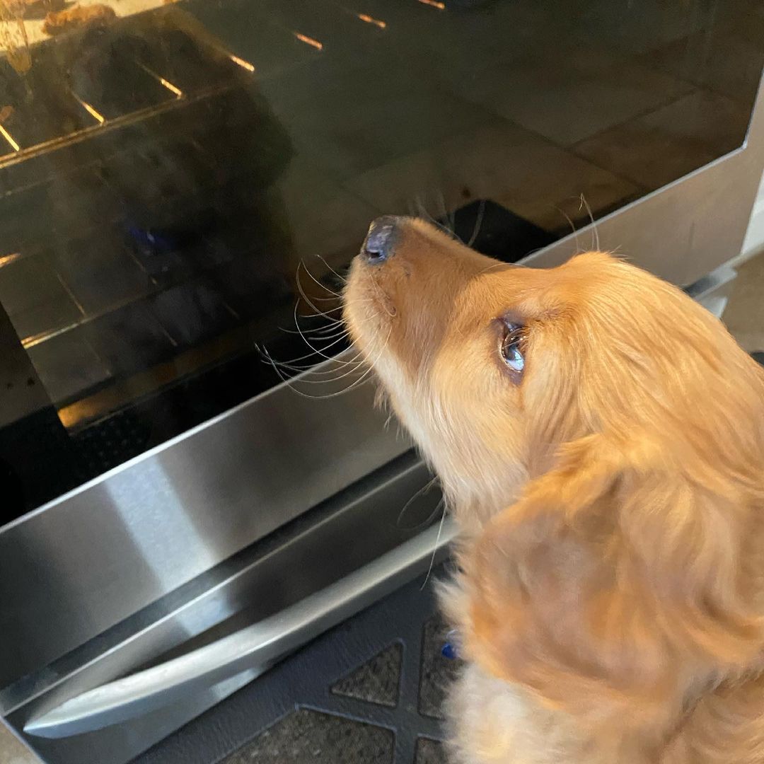 Dog sniffing oven