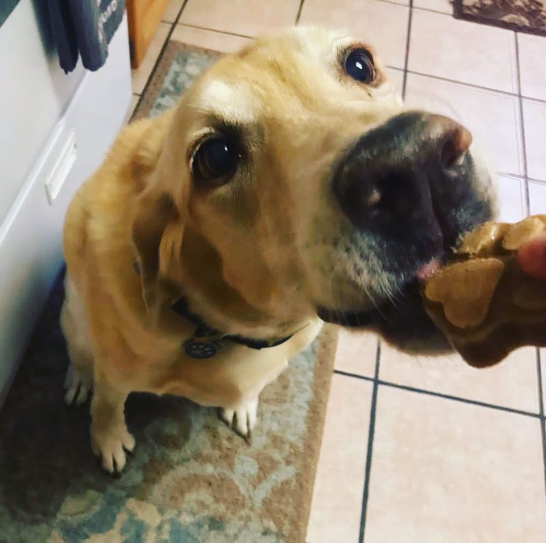 Easy Homemade Frozen Dog Treats - Pupsicle Starter Kit - Cooper's Treats