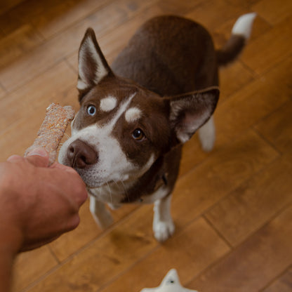 Dog sniffing biscuit