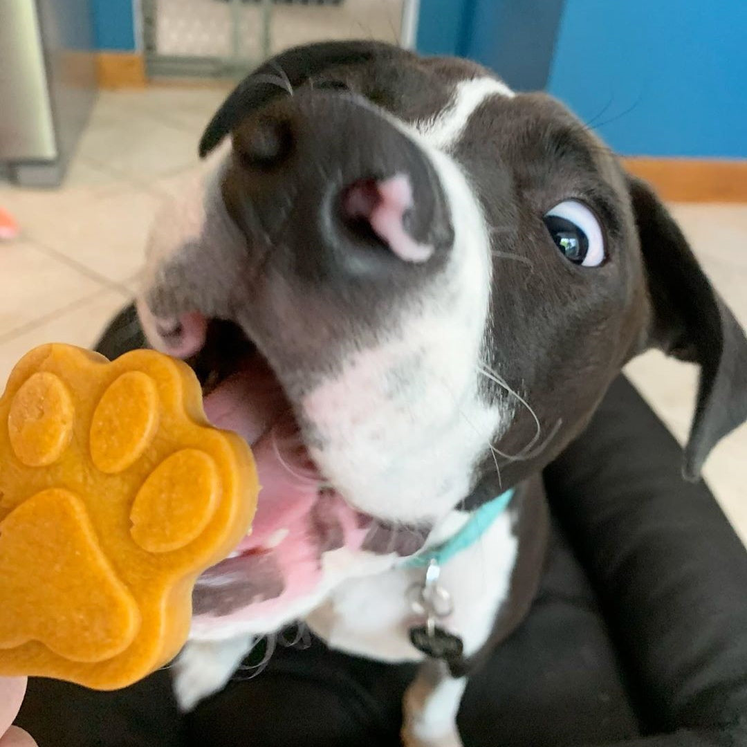 dog eating pupsicle