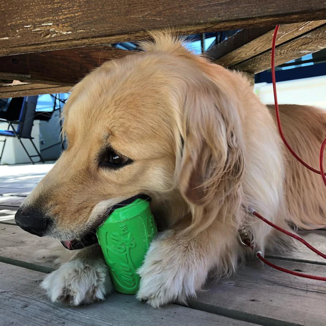 dog chewing on soda can treat holder