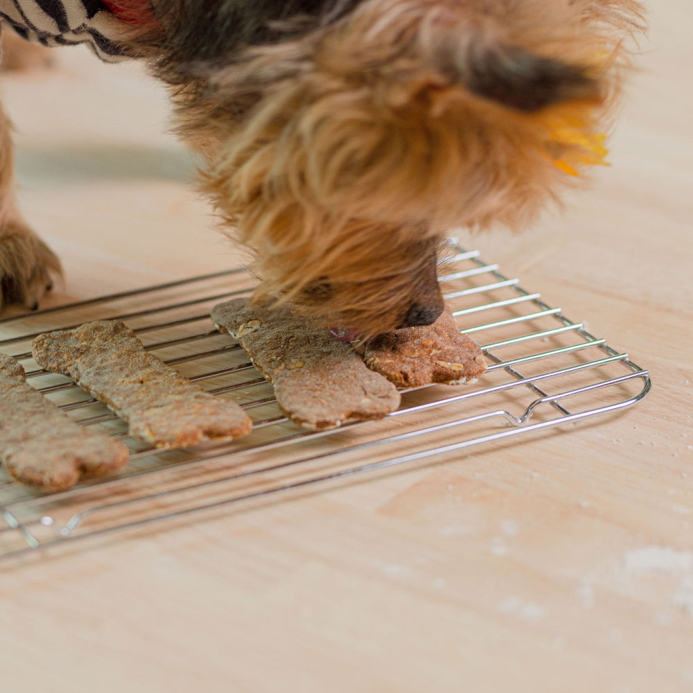 dog sniffing biscuits