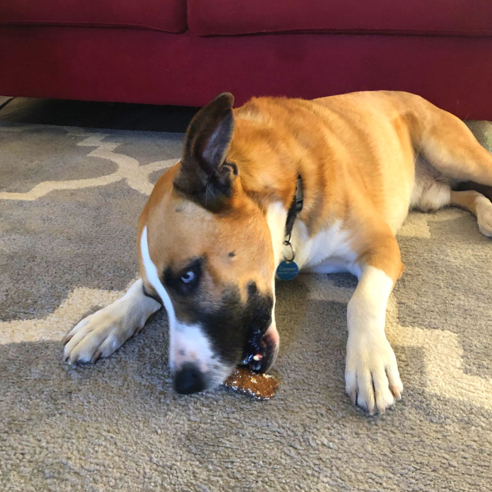 dog eating biscuit