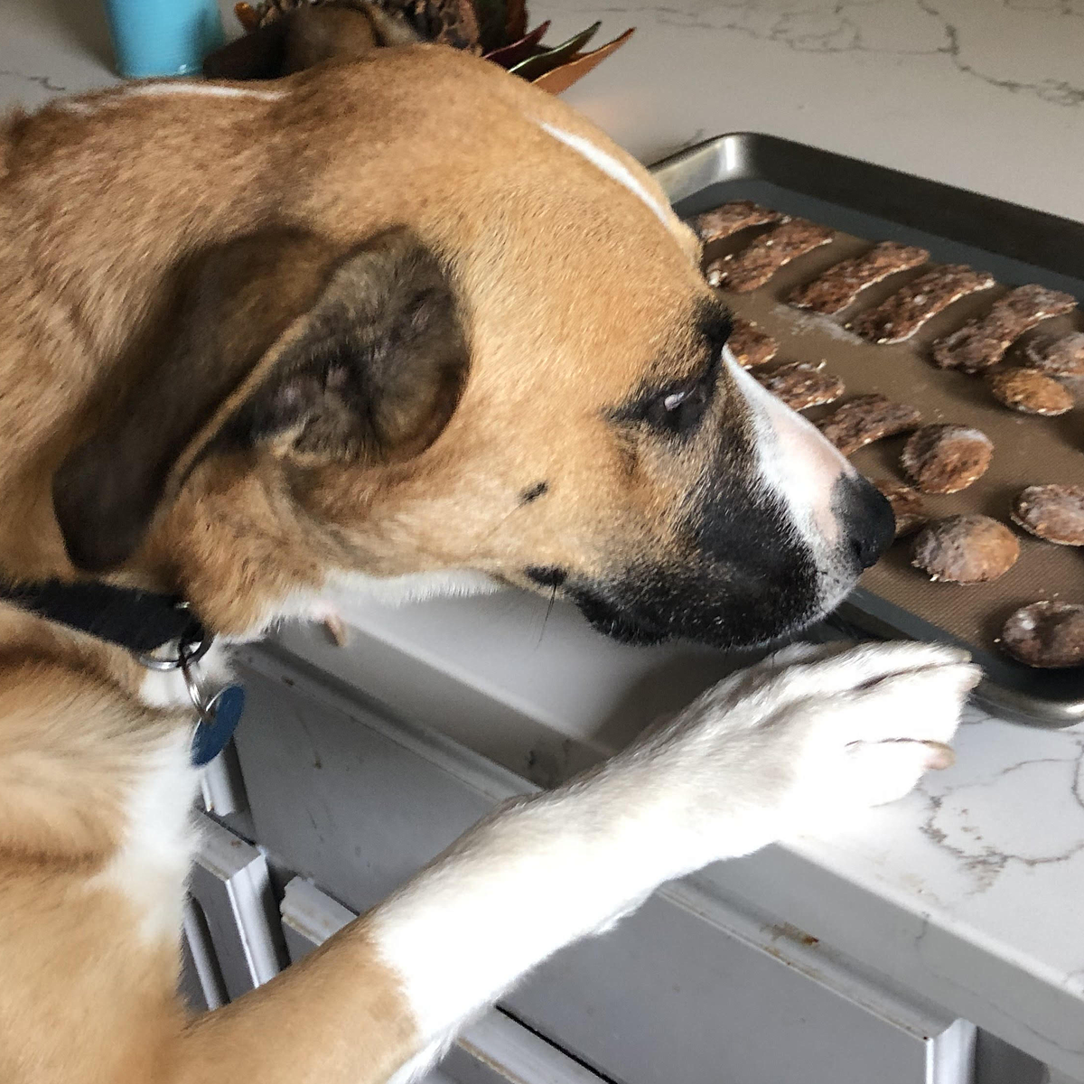 dog sniffing biscuits