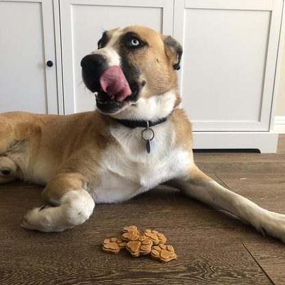 dog with treats