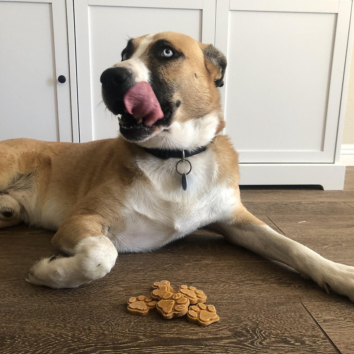 dog with treats