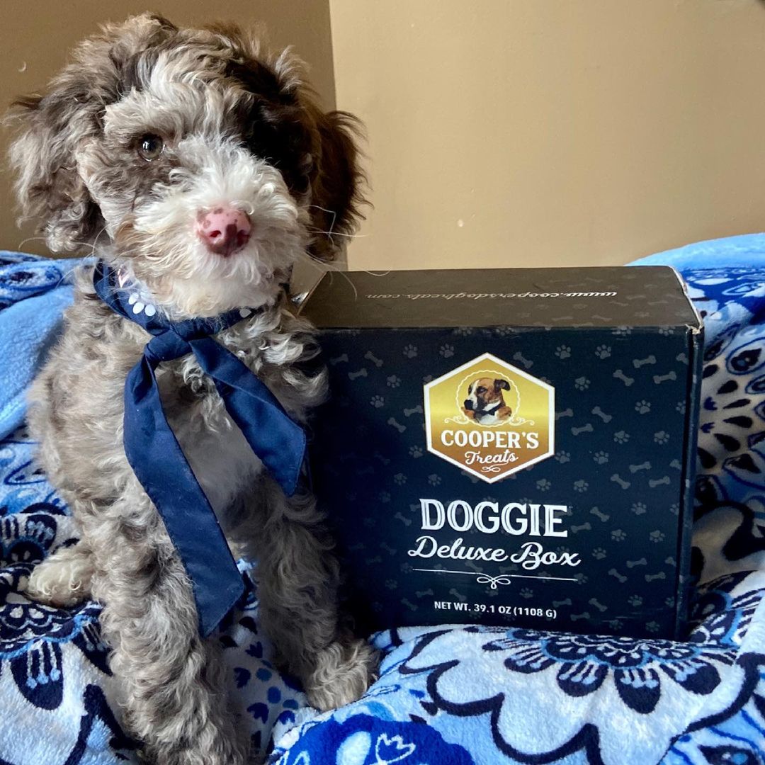 dog with doggie deluxe box