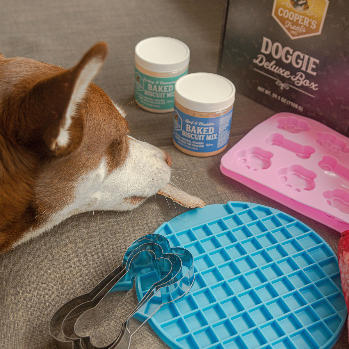 dog with doggie deluxe box