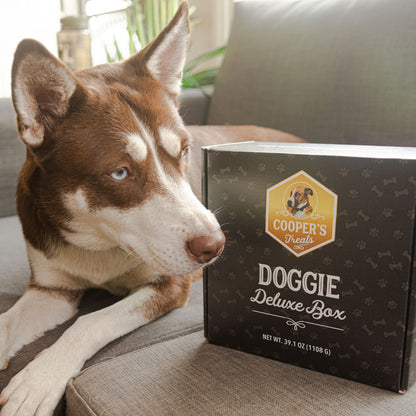 dog with doggie deluxe box