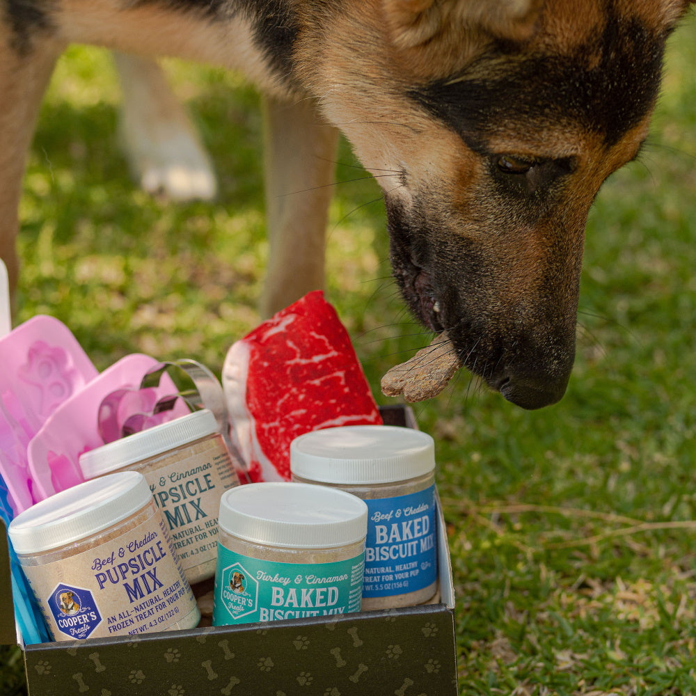 dog with doggie deluxe box