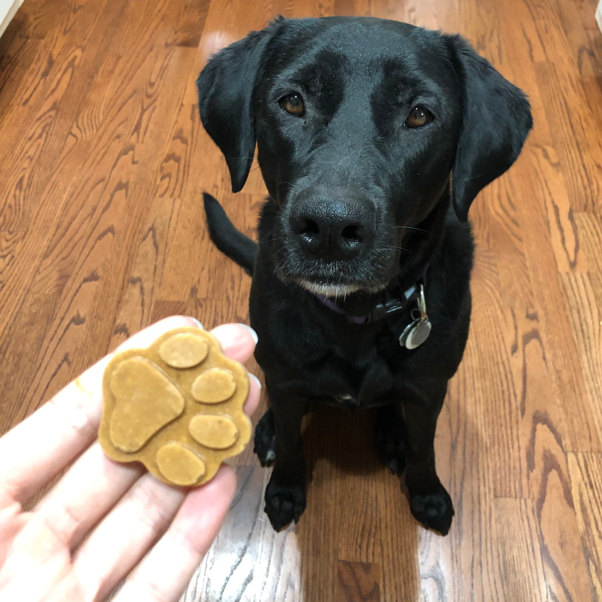 dog looking at pupsicle