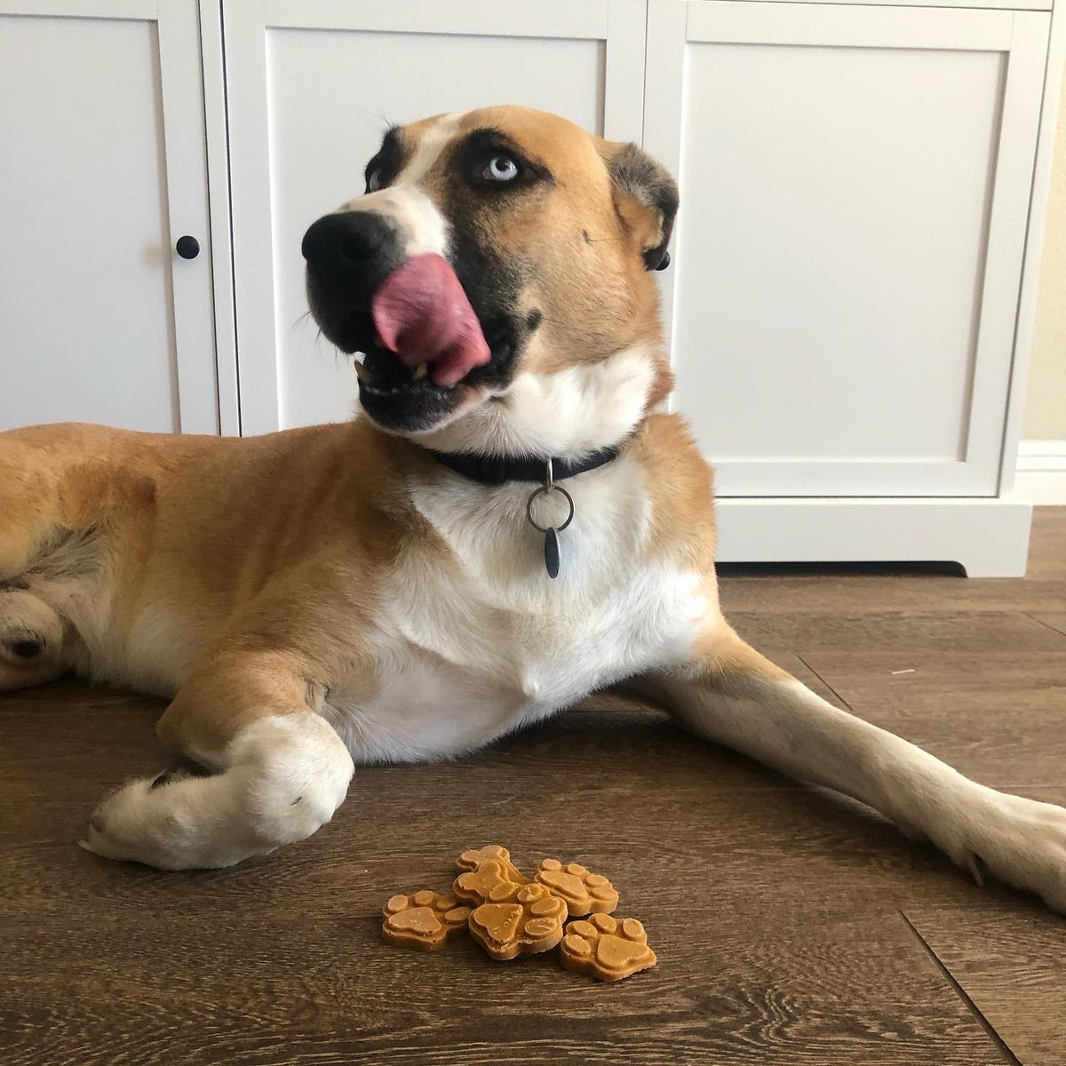 dog with pupsicles