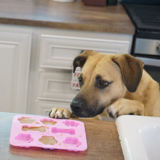 dog sniffing pupsicles on counter