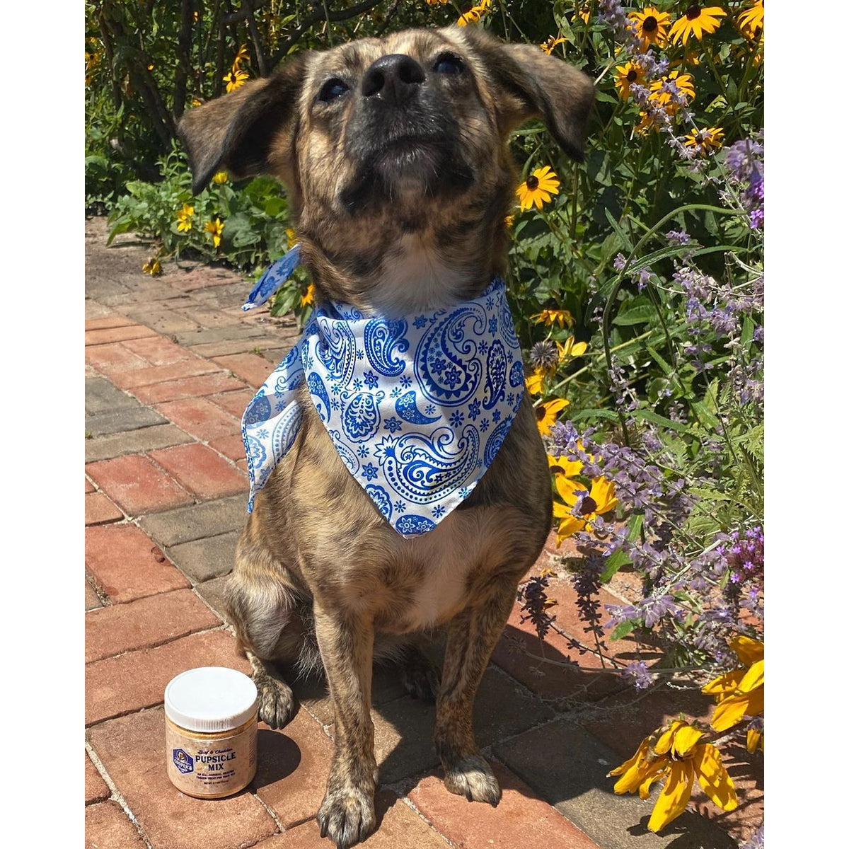 dog with jar of mix