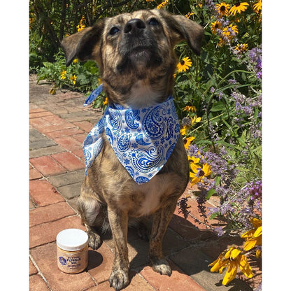 dog with jar of mix