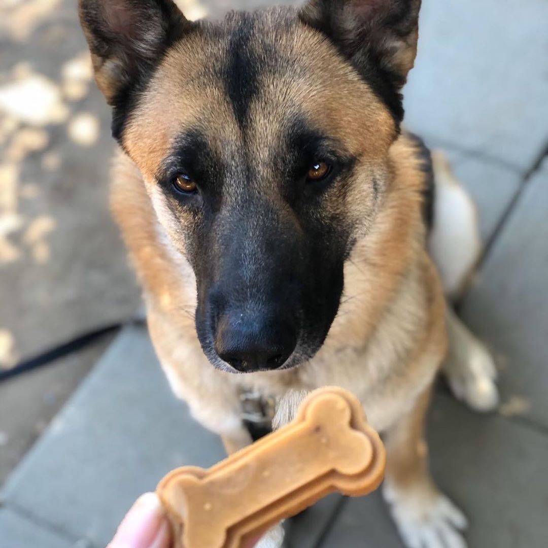 dog looking at pupsicle