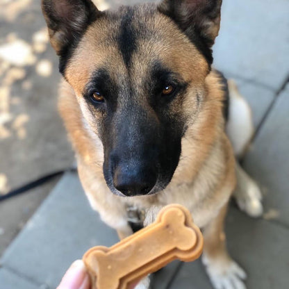 dog looking at pupsicle