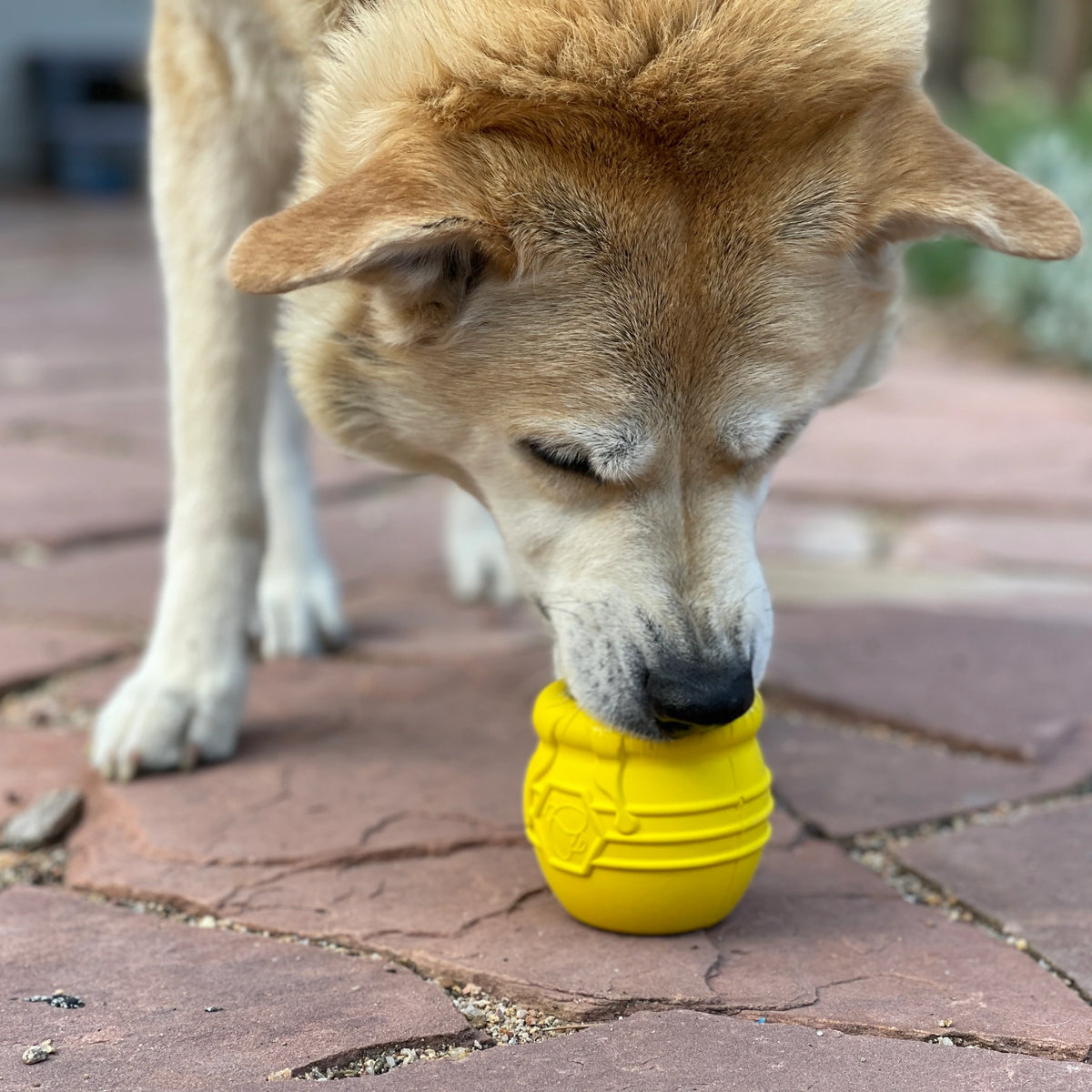dog with honey pot