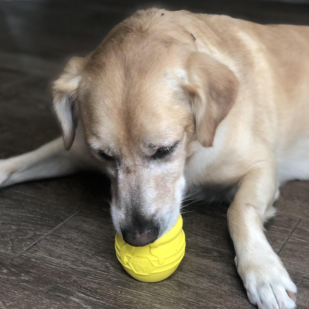 dog with honey pot