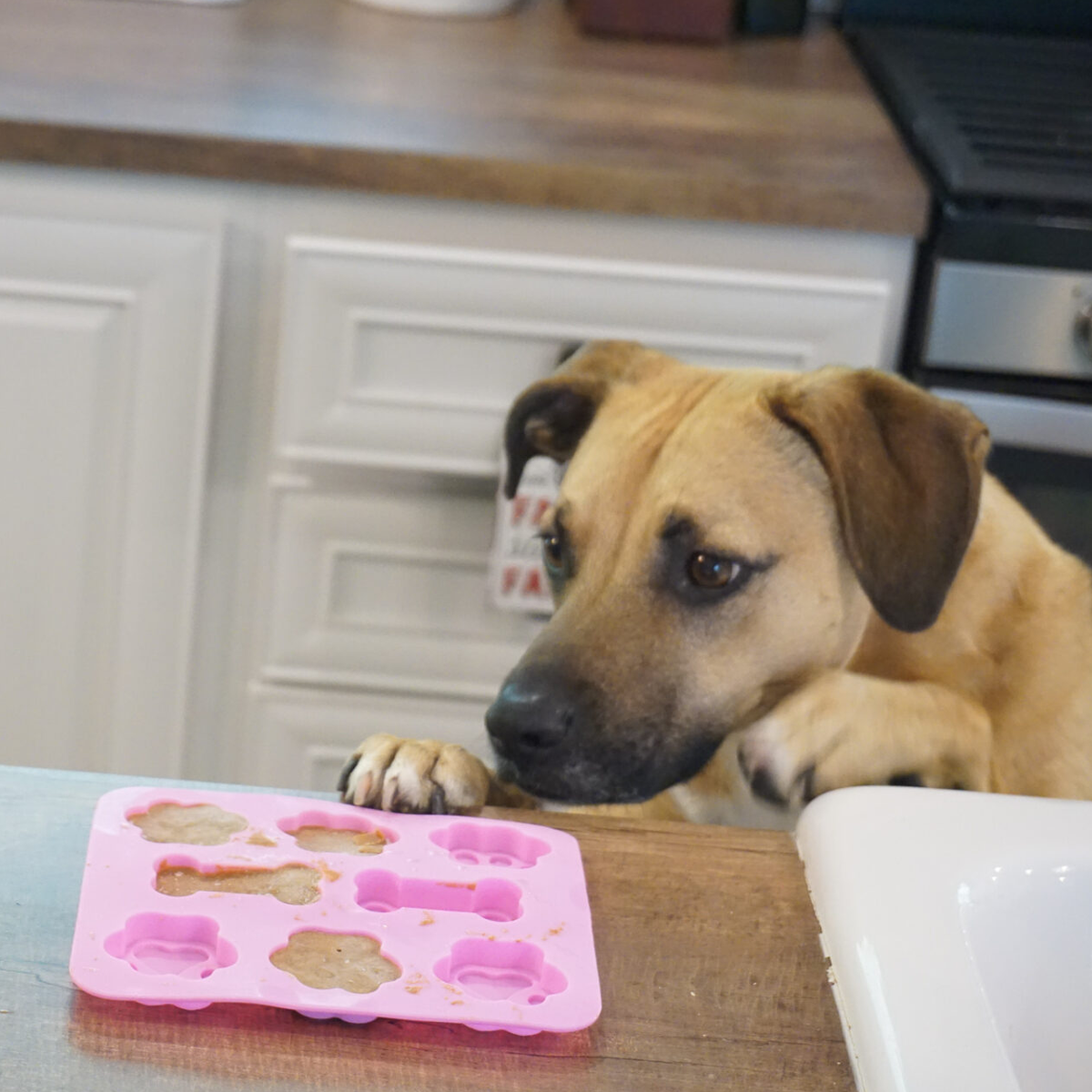 dog with treats in mold on counter