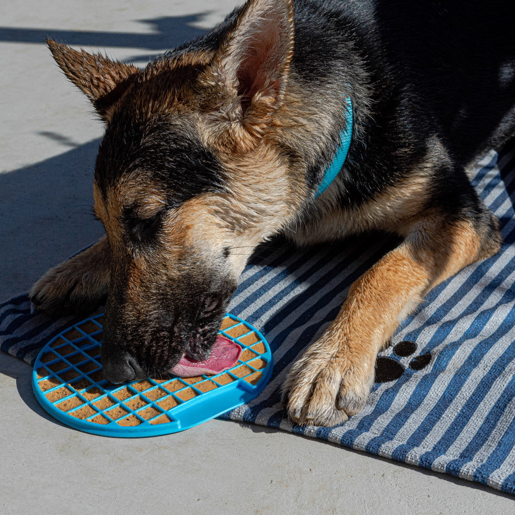 dog with lick mat