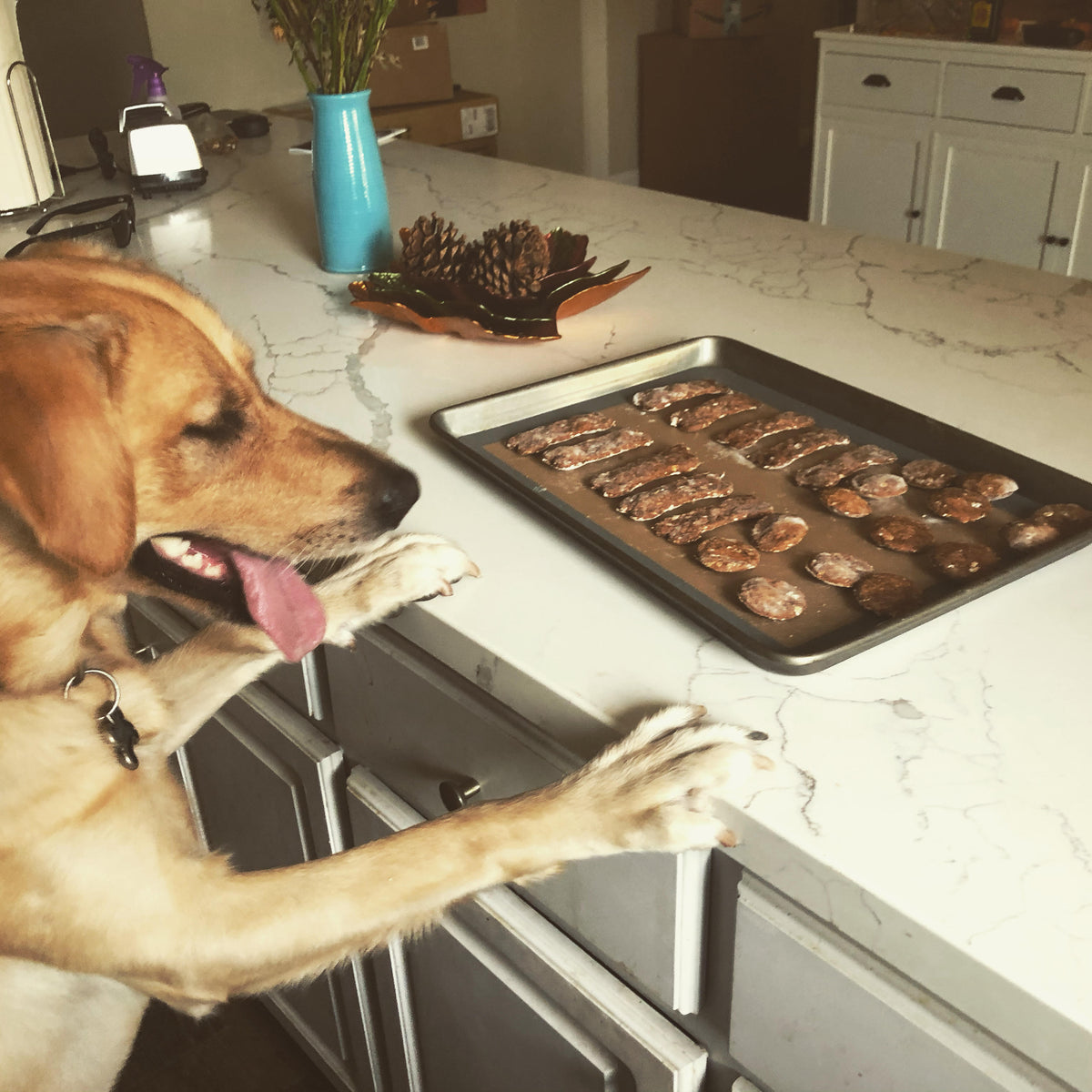 dog with biscuits on counter