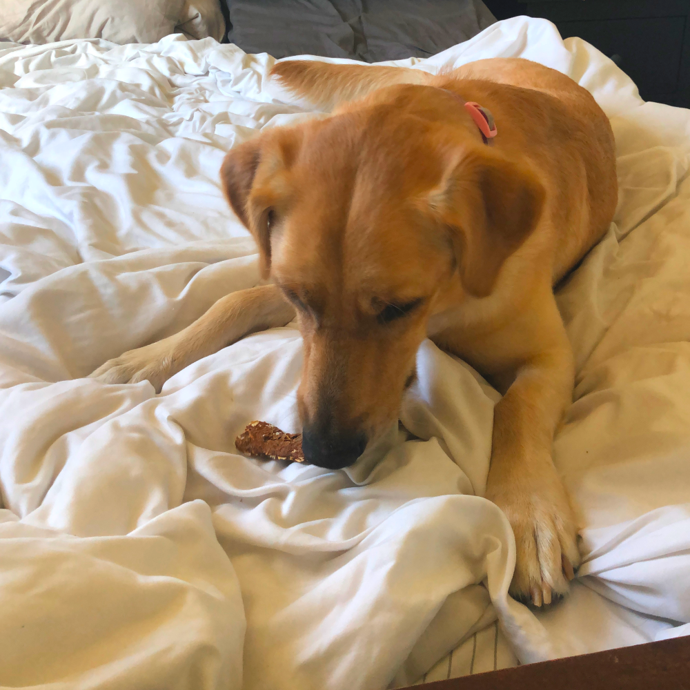 dog eating biscuit