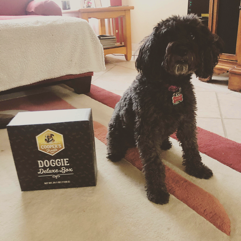 dog with doggie deluxe box