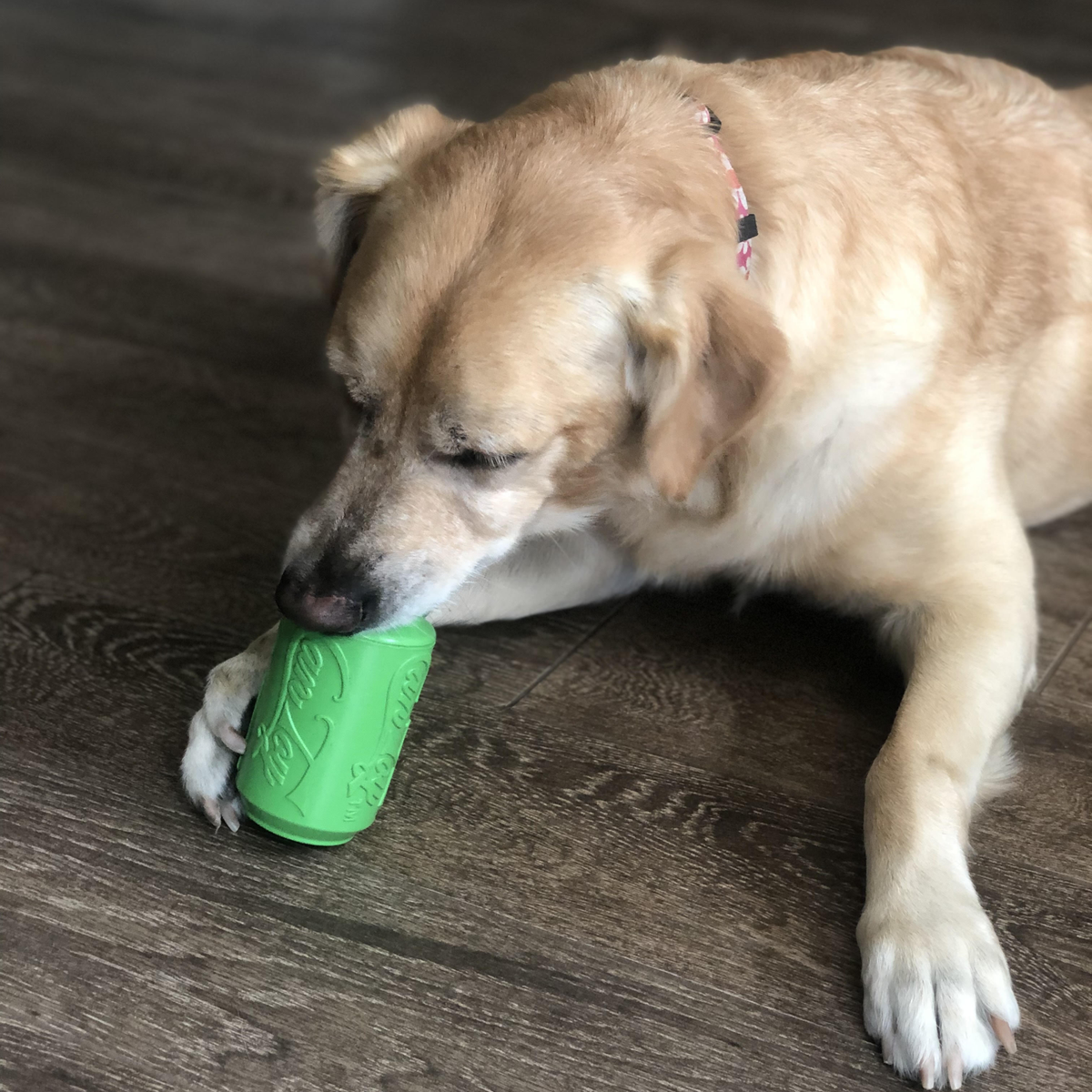 dog eating out of soda can treat holder