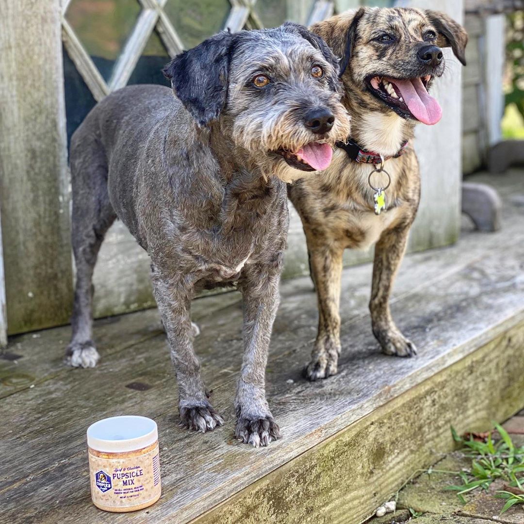 dogs with jar of mix